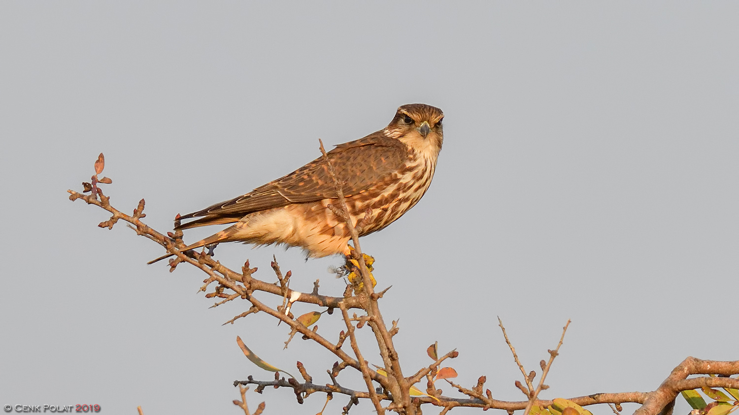 Merlin